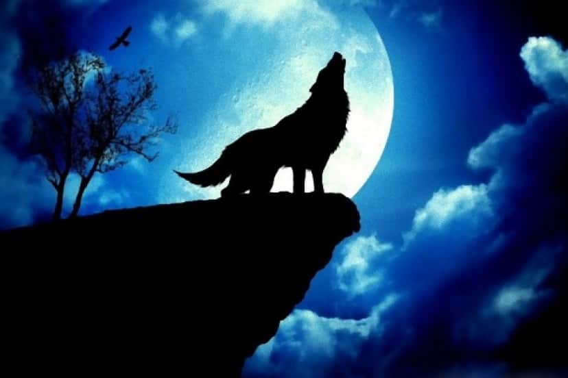 オオカミは人類の最良の友となりえる タイリクオオカミに関する22の興味深い事実 カラパイア
