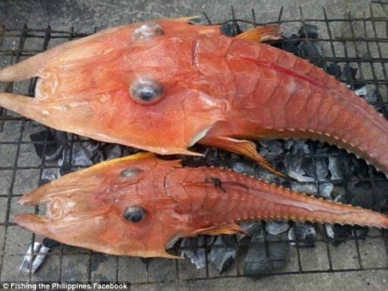 漁師たちが度肝を抜かれたエビと魚が合体したようなこのクリーチャーの正体は カラパイア