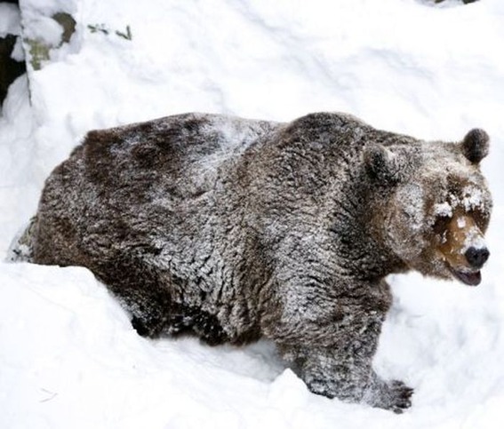 bear_wakes_04
