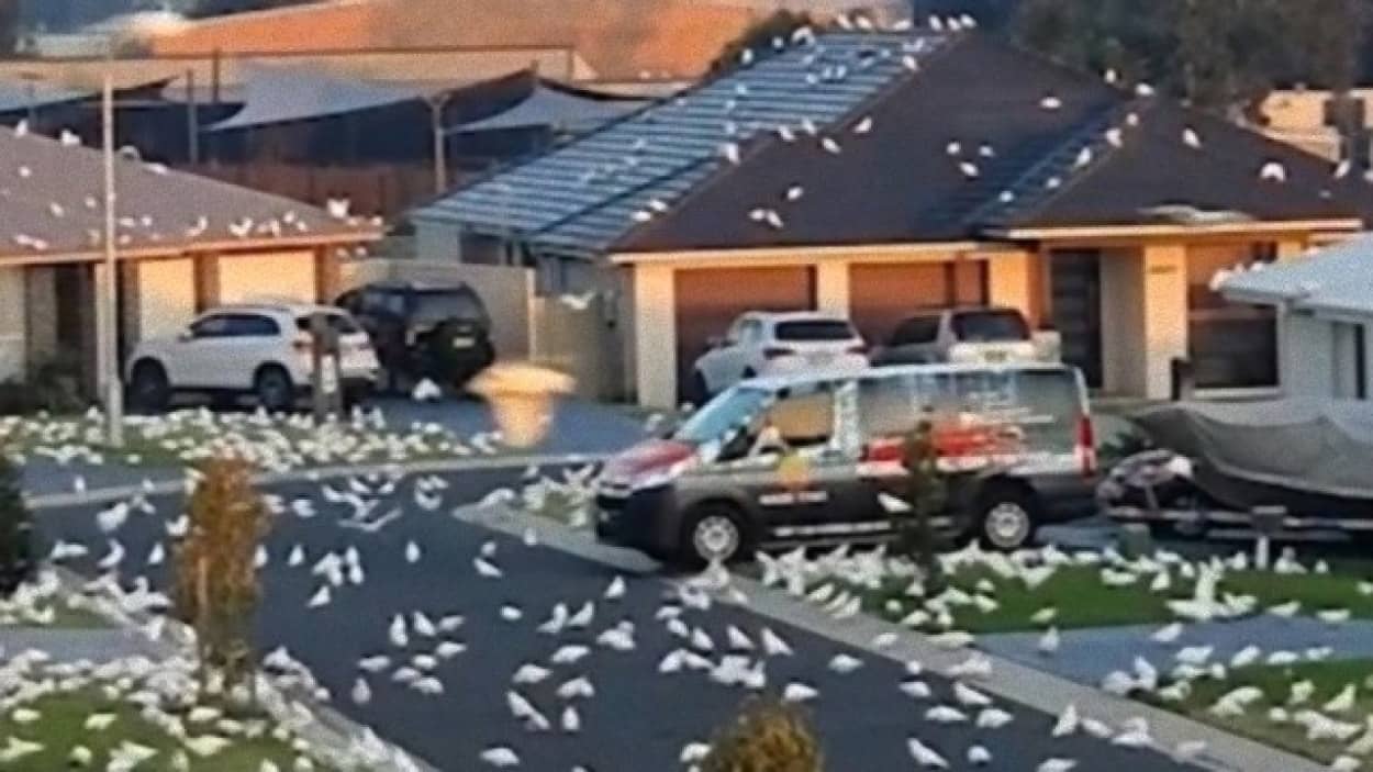 オーストラリアで大量の白い鳥が街に襲来する2021「鳥」