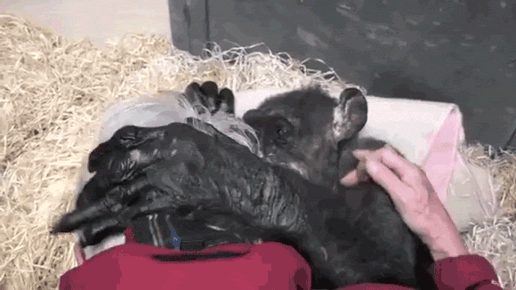 chimpanzee-mama-van-hooff-huge23