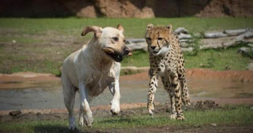犬ってやっぱりすごい 犬と過ごすことでチーターの緊張と恥ずかしがりが改善されるらしい カラパイア 犬ってやっぱりすごい 犬と過ごすことでチーターの緊張と恥ずかしがりが改善されるらしい カラパイア