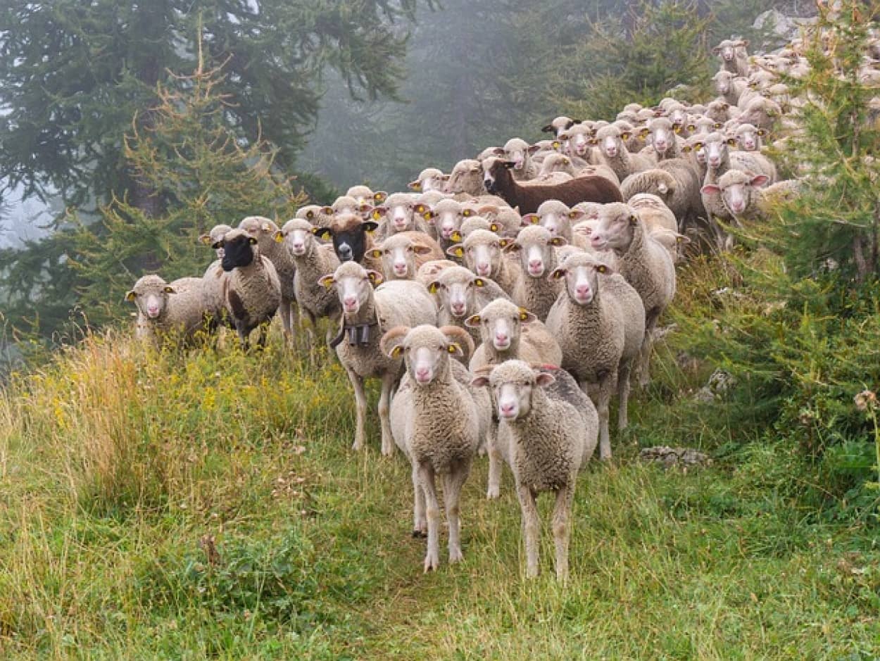 羊の群れはリーダーを交代し群れを機能的に動かしている