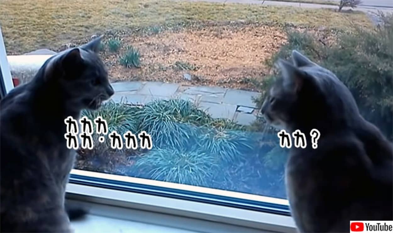 カカカで会話する2匹の猫