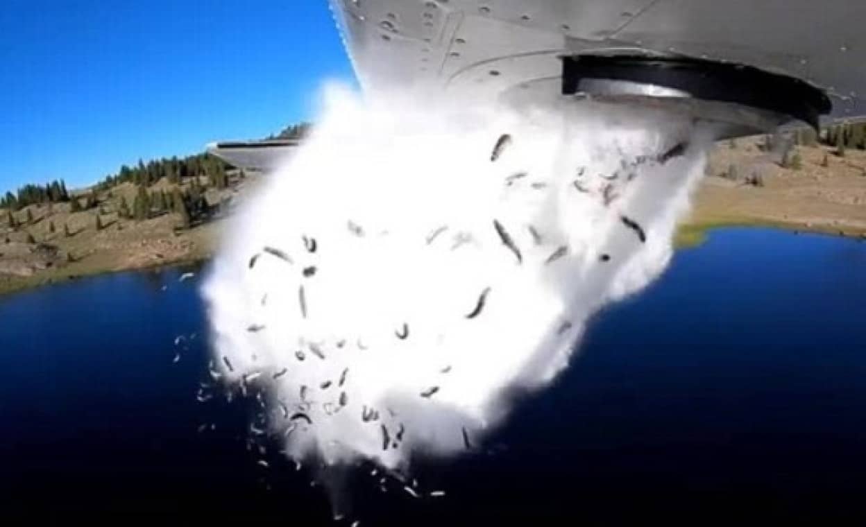 魚の雨が降りまくり！大量の魚を飛行機から湖へ空中散布。ダイナミックな放流映像（アメリカ）