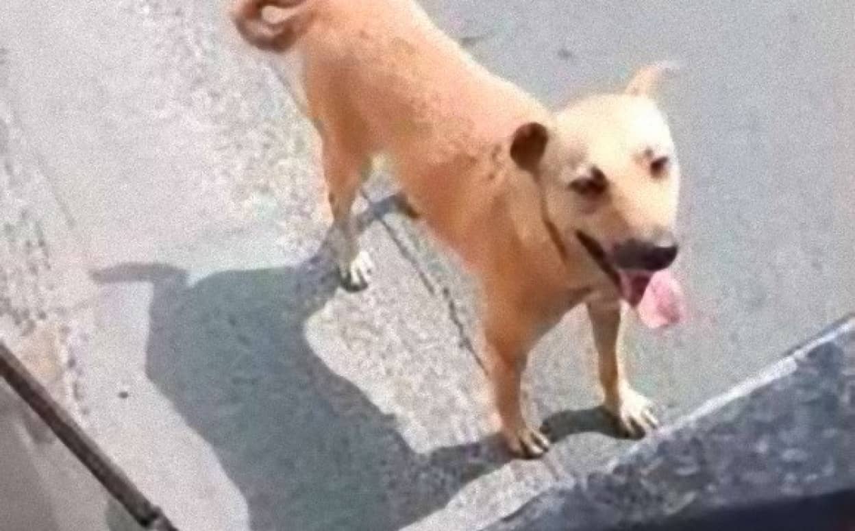 フィリピンの乗り合いタクシー ジープニー を追いかけ続けた野良犬 その必死さに根負けした運転手は犬を乗せることに 更には飼い主になった フィリピン カラパイア