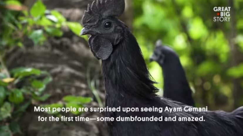 chicken2