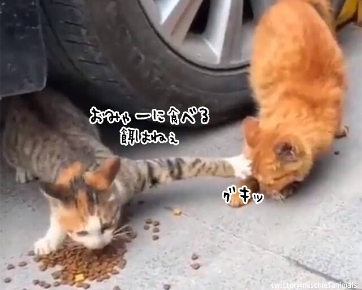 餌を独り占めしようとする猫