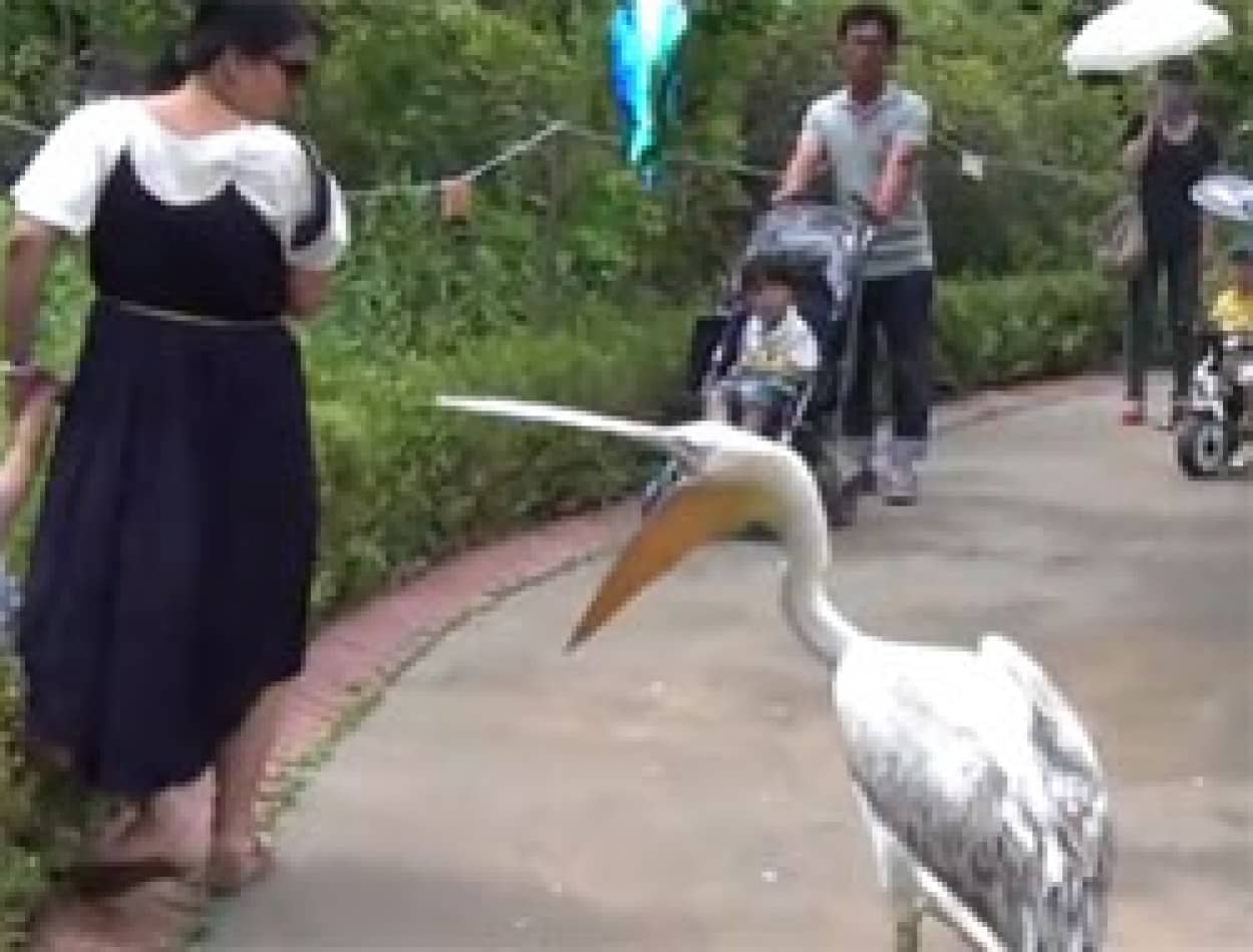 さて今日も子どもにトラウマ作ってやるか ペリカン番長 遊歩道を巡回中 カラパイア