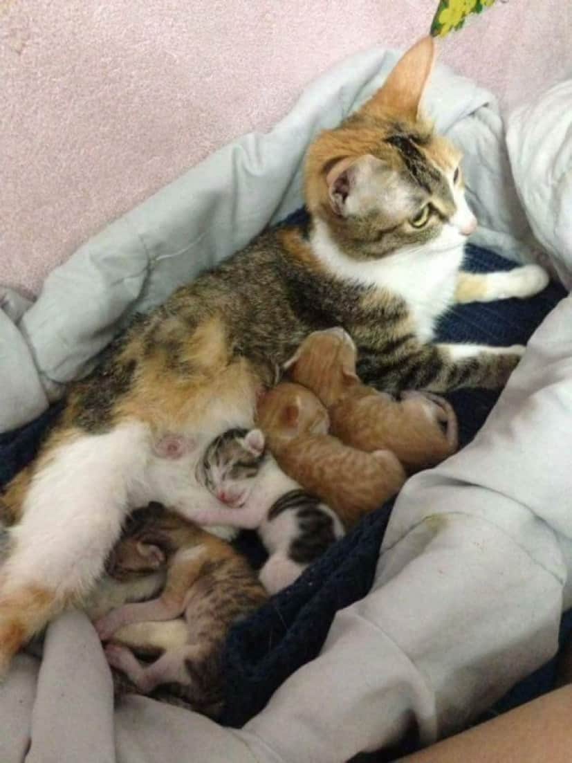3_e