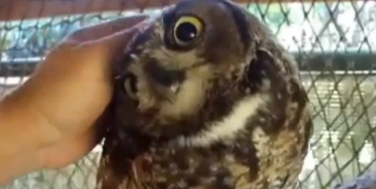 誰か代われ ひたすらフクロウをモフる動画総集編 カラパイア 誰か代われ ひたすらフクロウをモフる動画総集編 カラパイア