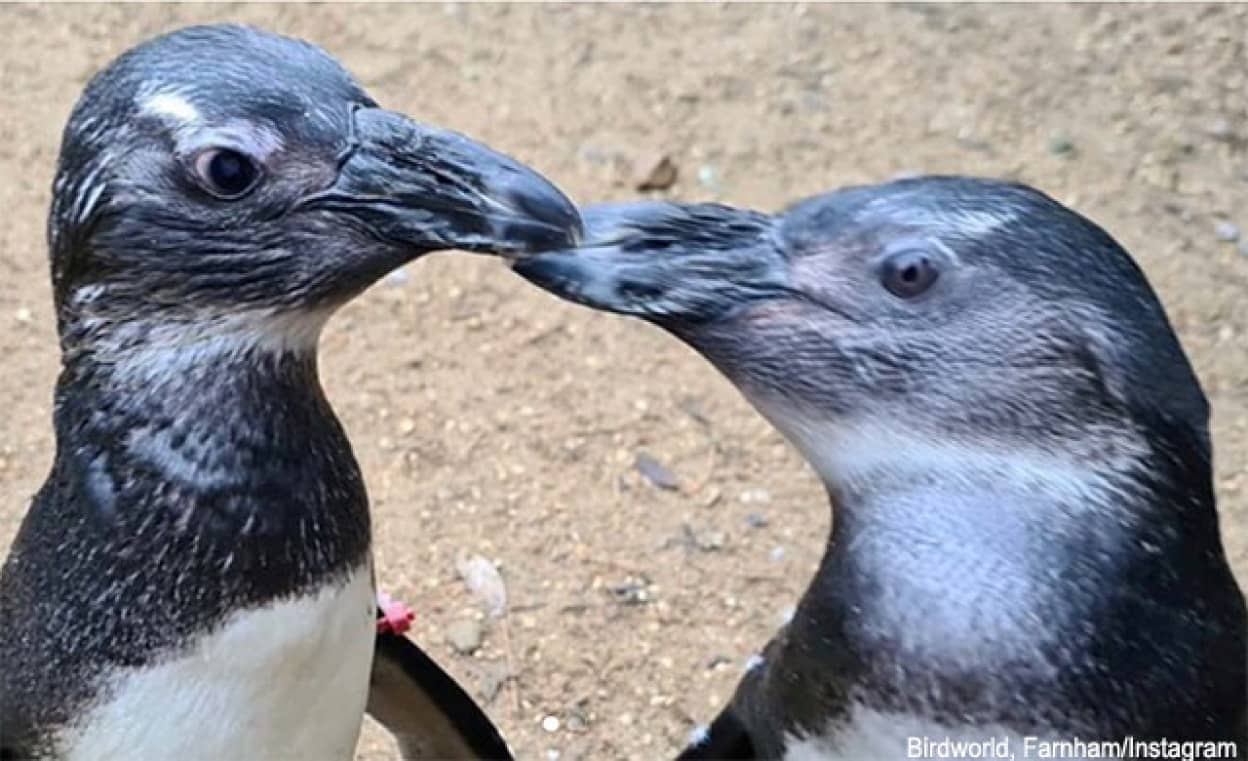 体の弱かったペンギンが、目の不自由な仲間のペンギンを助けるように