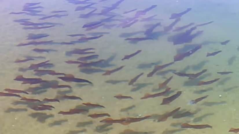 無事に海に戻れたならいいんだけど 巨大な潮だまりにに取り残されたイカたち カラパイア 無事に海に戻れたならいいんだけど 巨大な潮だまりにに取り残されたイカたち カラパイア