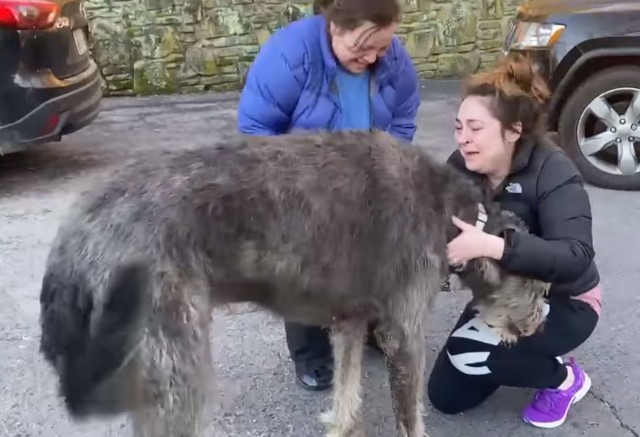 衝突事故で行方不明になってしまった大型犬、地域の人が一致団結して大捜査網！2か月後に無事発見、感動の再会