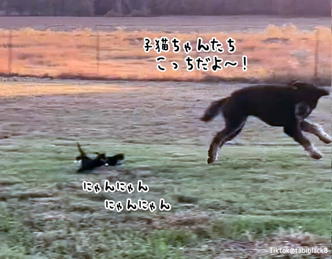 尊すぎる。大型犬が3匹の子猫と追いかけっこで遊ぶやさしい世界（セロトニン補給用）