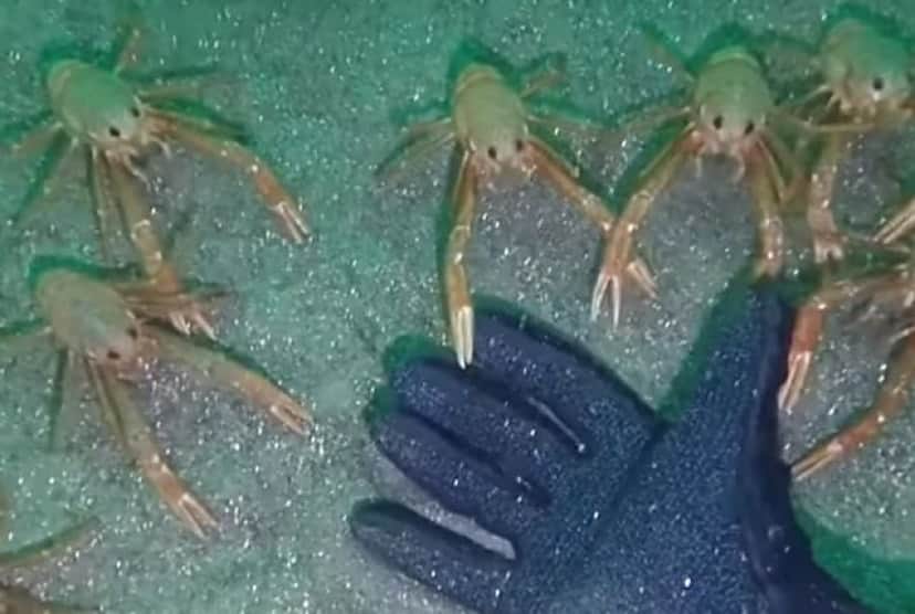 なんて人懐っこいヤツらなんだ ダイバーさん コシオリエビに 遊んで と催促されてしまう カラパイア