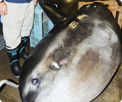 秋田にマンボウが漂着、そしてまた漂着、さらに次はあるのか？