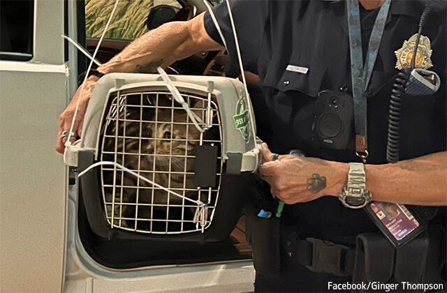 飛行機に乗ろうとした直前に逃げ出した猫、丸1日以上たってようやく捕獲され飼い主のもとへ