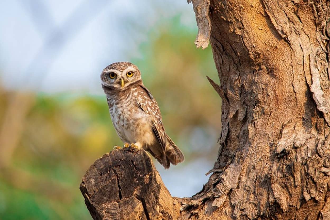 spotted-owlet-g808a06ddd_640