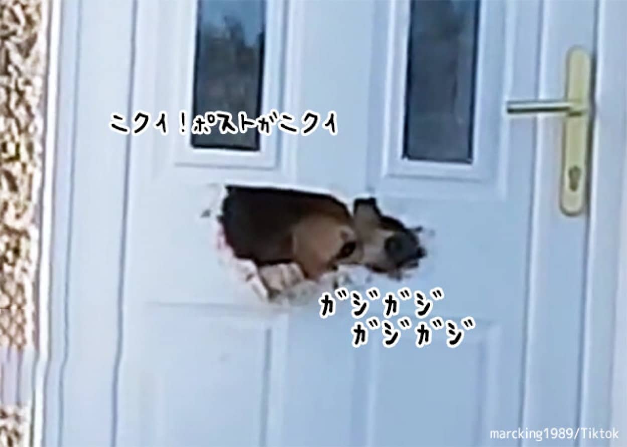 ドアのポストを噛みちぎった犬