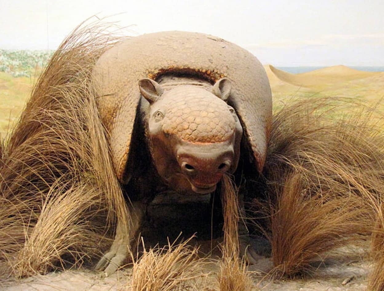 絶滅した巨大アルマジロの解体が南米に人類がいた証拠に