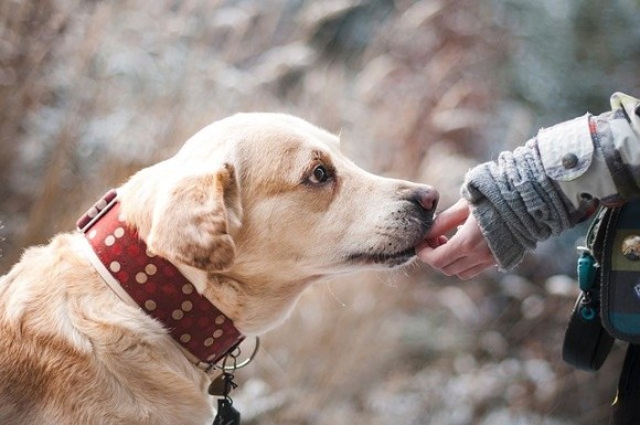 賃貸物件の住人にもペットを飼う権利を認める新法案が提出される（イギリス）