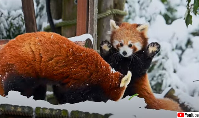 控えめにいってもかわいすぎる。レッドパンダの子、初めての雪に大興奮