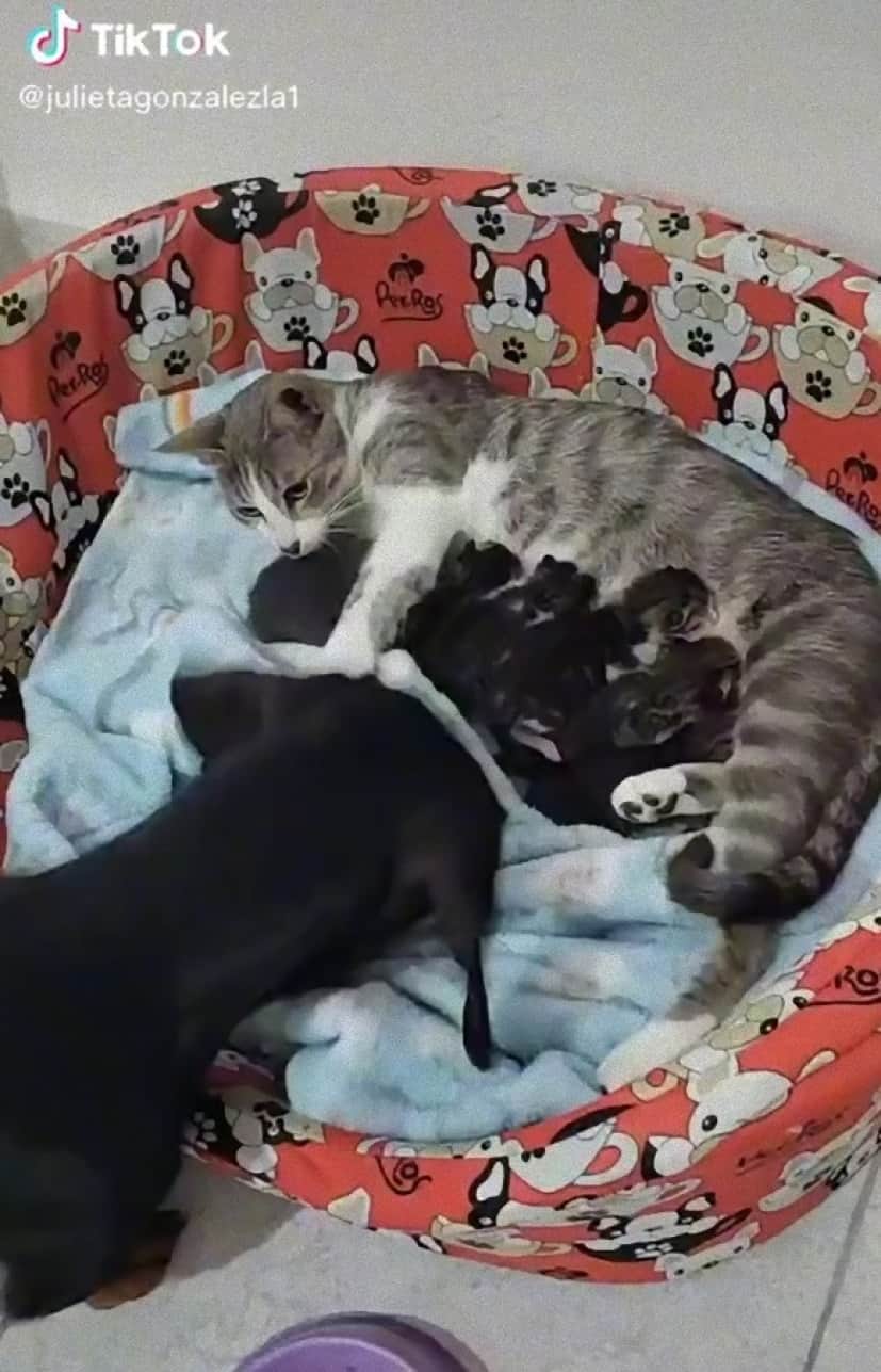 dog looks after cat_e