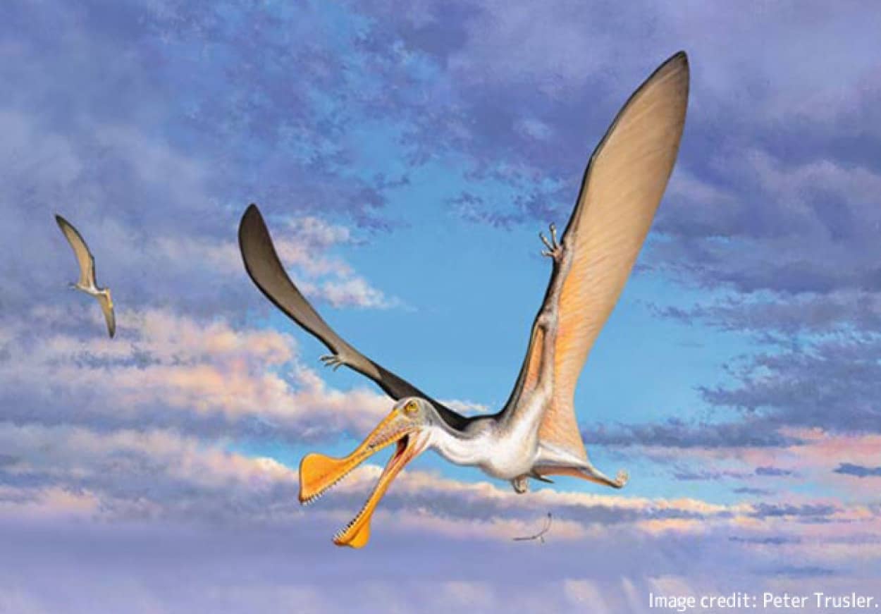 オーストラリア最古の翼竜の化石を発見