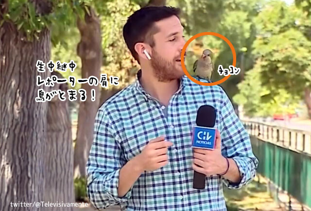 メルヘン回かと思ったら...放送中のレポーターの肩にとまった鳥は大切なものを盗んでいきました