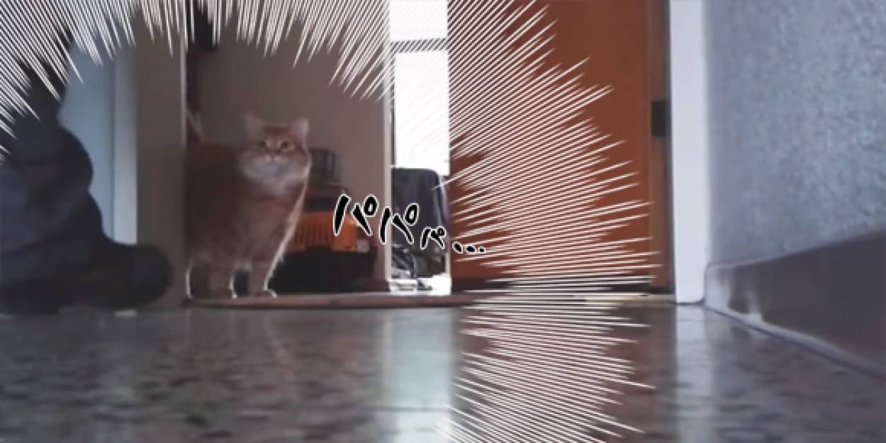 キタッ 外出から帰ってきた飼い主たちに対する猫たちの反応動画総集編 カラパイア