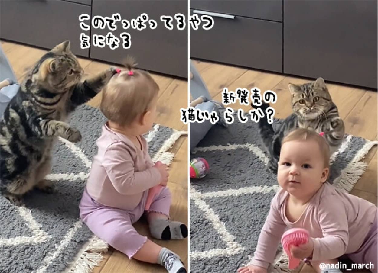 猫が赤ちゃんの結んだ髪にじゃれつく