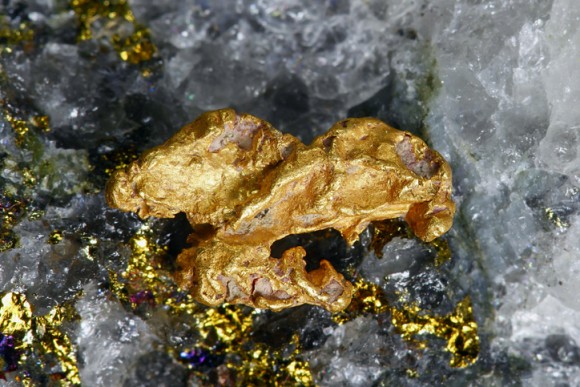 自然界に凄腕のゴールドハンターが存在した。金を引き寄せ身にまとう菌類が発見される（オーストラリア）