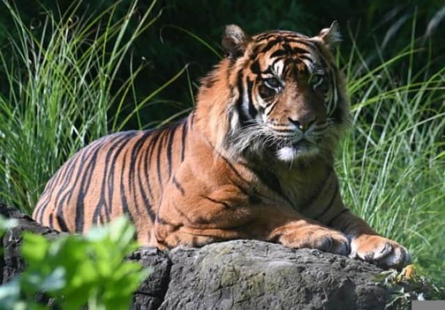 うれしいニュース。絶滅が危惧されていた野生のトラの個体数が40%増加 : カラパイア