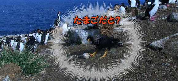 盗んだ卵で走り出したハヤブサビジョンのペンギンの映像 : カラパイア
