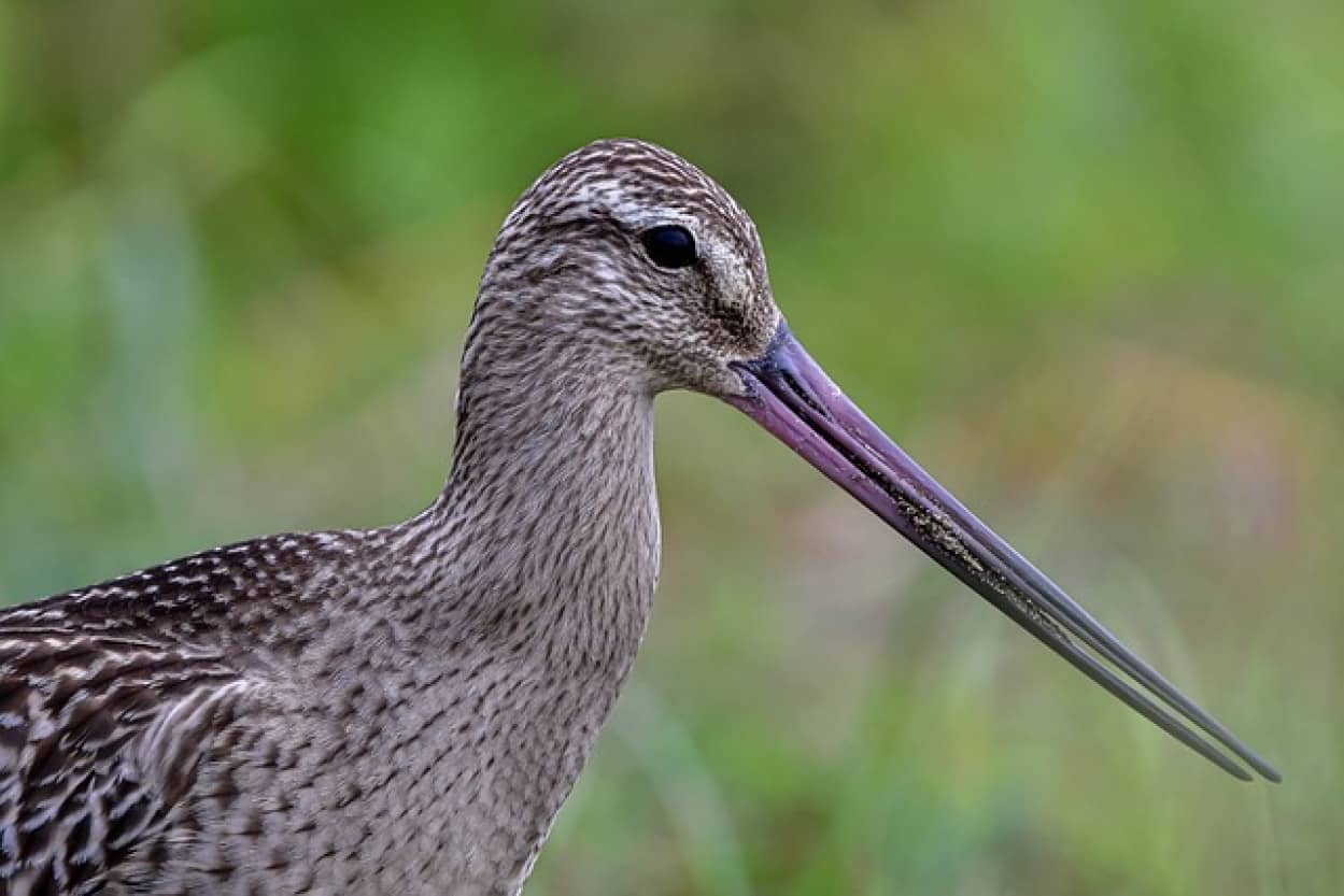 13,560 km飛び続けた渡り鳥がギネス記録