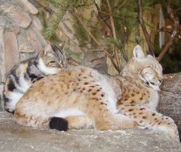 動物園で飼育されているヨーロッパオオヤマネコと仲良しになった野良猫の物語 カラパイア