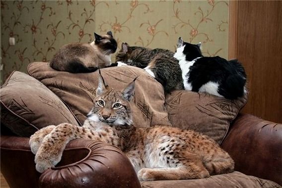 pets_18