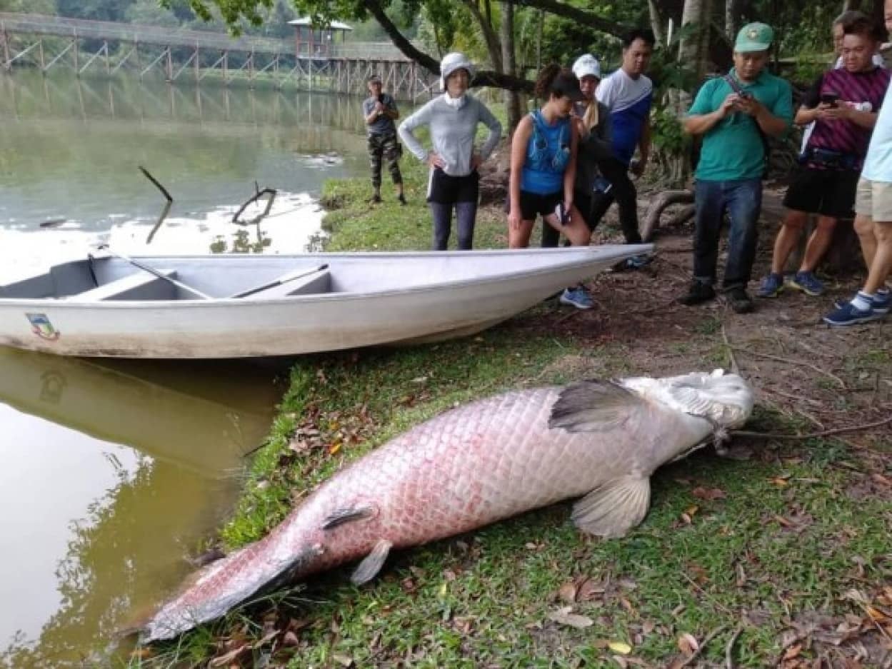 いったいなぜ アマゾンにいるはずの巨大魚 ピラルクー が なぜかマレーシアで発見される カラパイア いったいなぜ アマゾンにいるはずの巨大魚 ピラルクー が なぜかマレーシアで発見される カラパイア