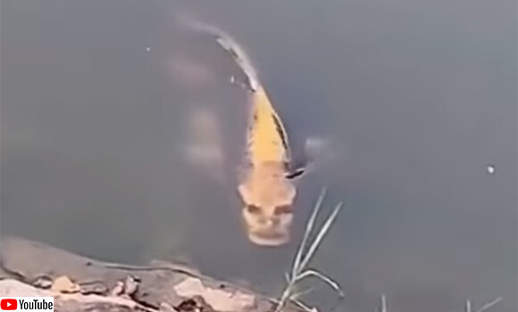 その魚 あまりにも人面魚 人の顔そっくりの模様を持つ鯉の姿が話題に カラパイア その魚 あまりにも人面魚 人の顔そっくりの模様を持つ鯉の姿が話題に カラパイア