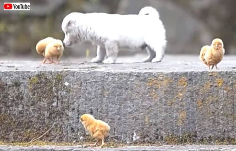 puppynchicks4_640