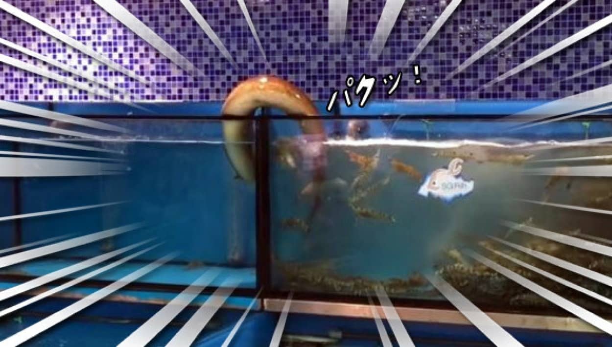 うまそうなのがいるじゃないか 隣の水槽のエビを盗み食いする為に移動する高機能ウナギが目撃される シンガポール カラパイア うまそうなのがいるじゃないか 隣の水槽のエビを盗み食いする為に移動する高機能ウナギが目撃される シンガポール カラパイア