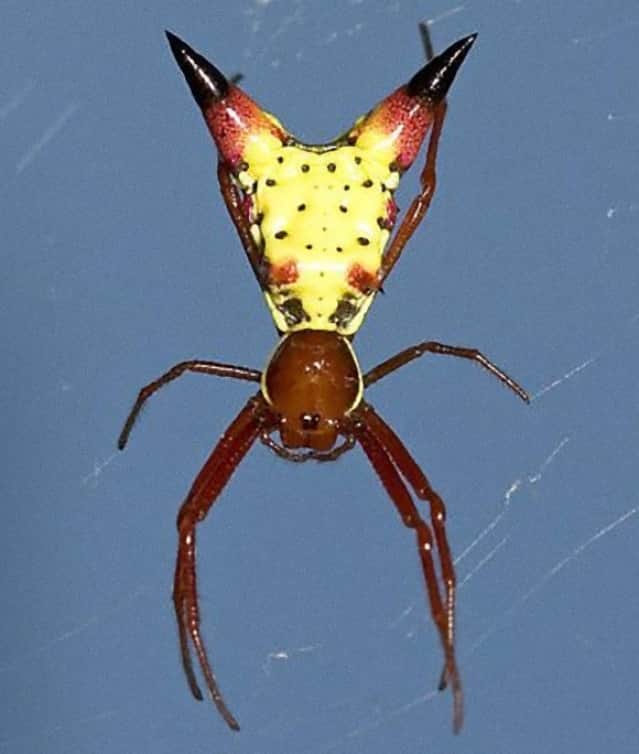 お尻にピカチュウを宿すだと なんかの封印が解かれたっぽいクモが発見されて話題に クモ注意 カラパイア お尻にピカチュウを宿すだと なんかの封印が解かれたっぽいクモが発見されて話題に クモ注意 カラパイア