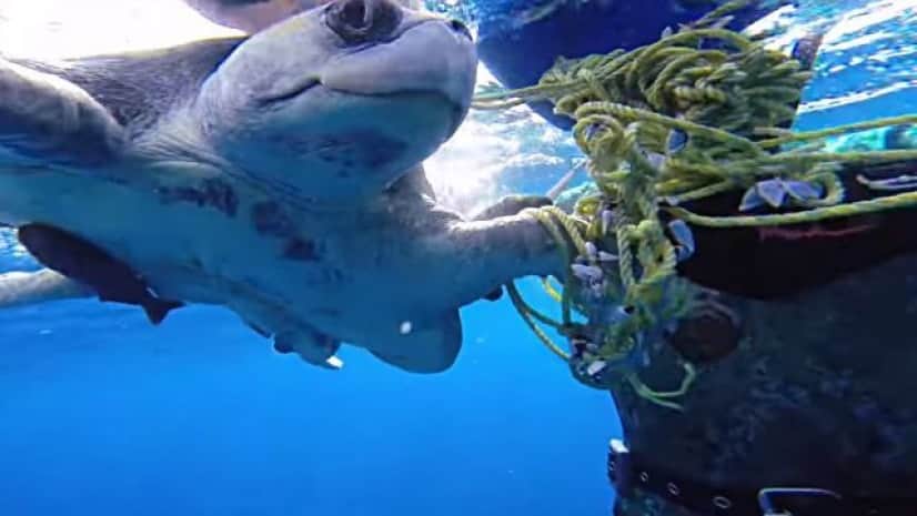 ロープを外してくれてありがとう 助けてくれたダイバーといっしょに泳ぐウミガメ カラパイア