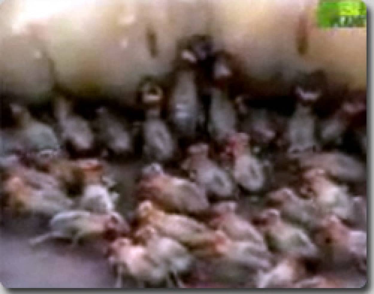 シロアリの階級社会 オスをはべらすシロアリの女王 カラパイア シロアリの階級社会 オスをはべらすシロアリの女王 カラパイア