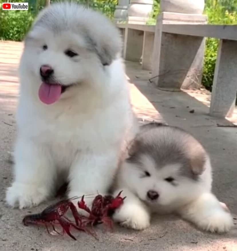 寒い季節に必要なのはコレ ふわもこマラミュートの子犬たちがトコトコ走る総集編 カラパイア