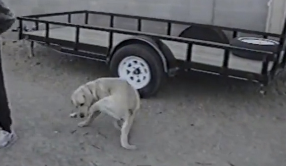 人懐っこくて社交的 ラブラドール レトリバー犬のずっこけ面白映像総集編 カラパイア