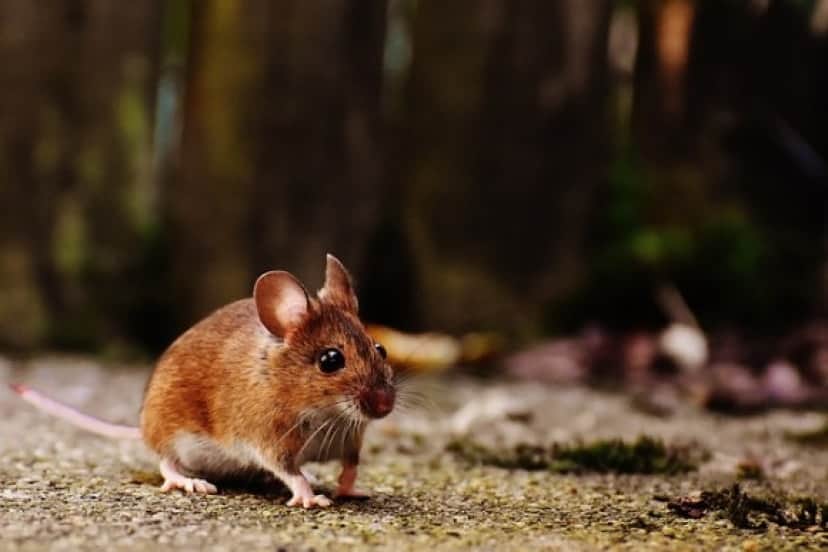 mouse-1708347_640_e