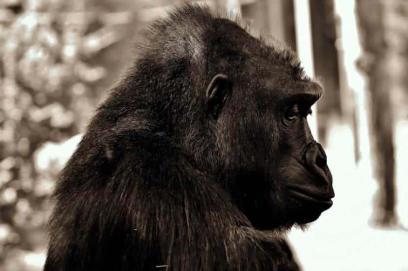 gorilla-2944021_640_e
