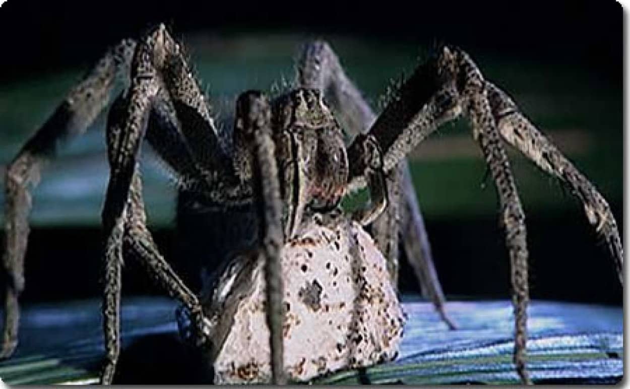 1匹で80人を殺せる 世界一猛毒な蜘蛛 Brazillian Wandering Spider クロドクシボグモ カラパイア